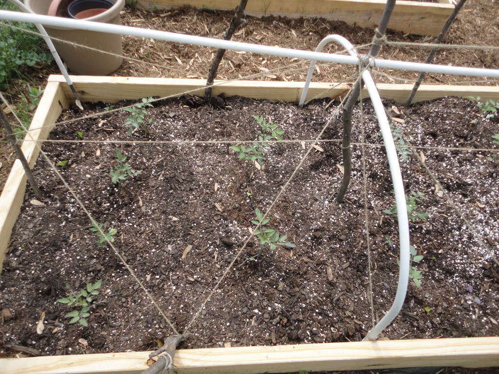 Cherry Tomatoes